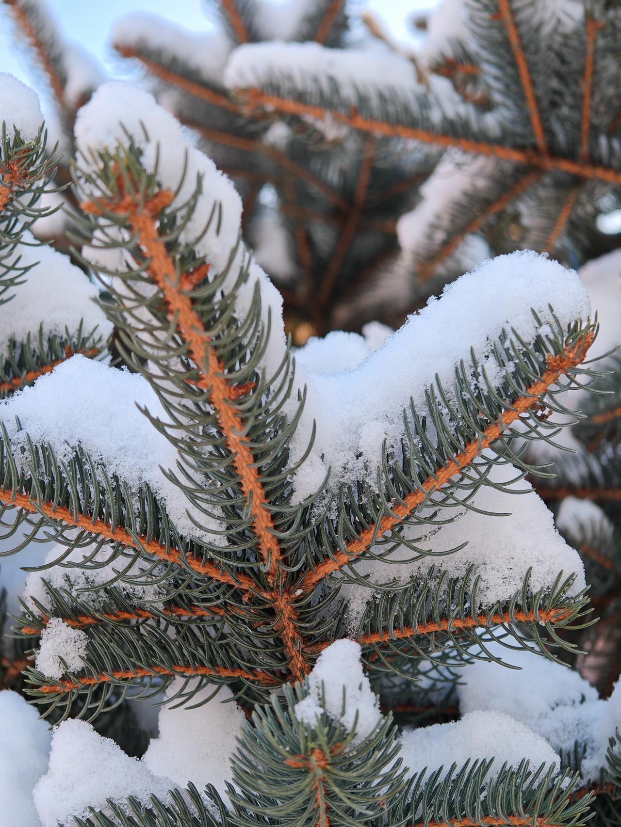 与痛风斗争的历程114
 
   早上起床，全身各关节表现尚可。不知怎的，两个脚