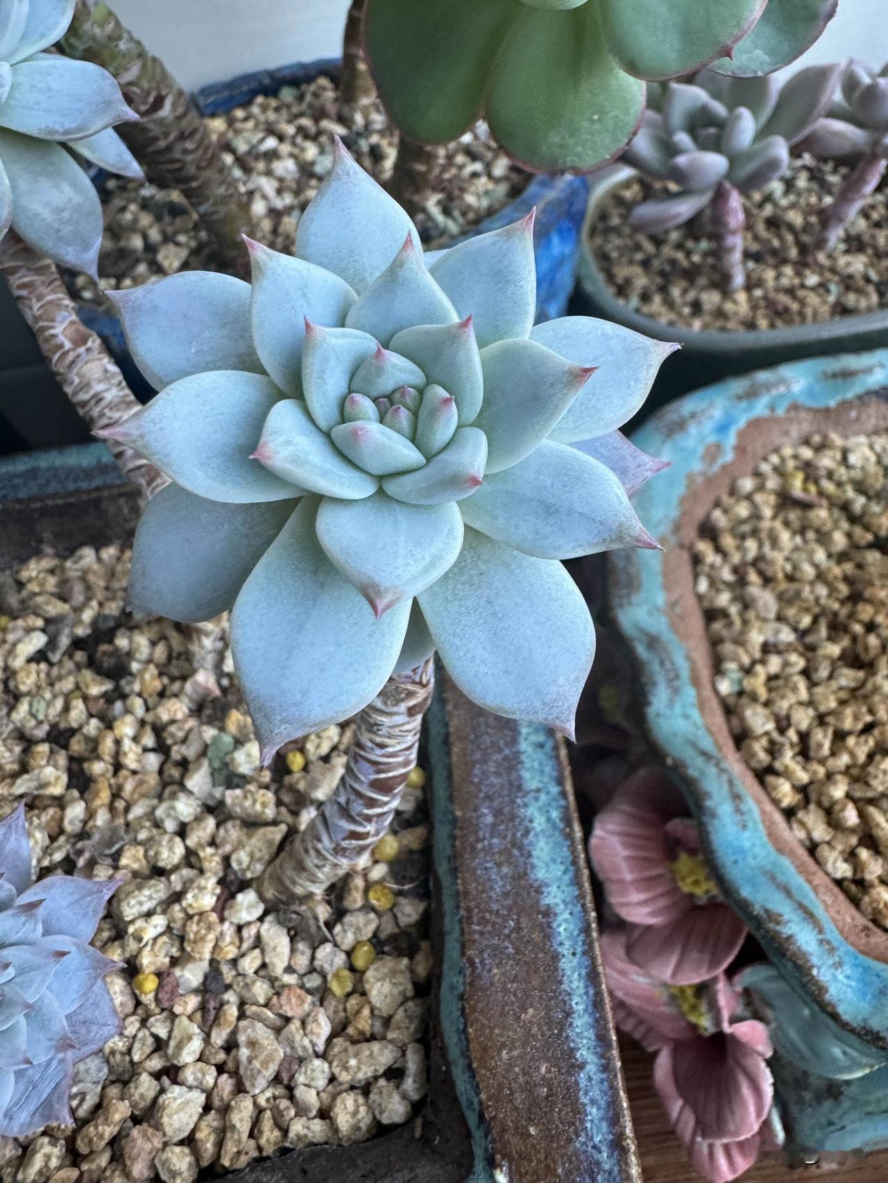 我的多肉粉蓝鸟，之前有个枝头没扛住寒冷挂掉了，让我心疼了好一阵。好在剩下的几个头