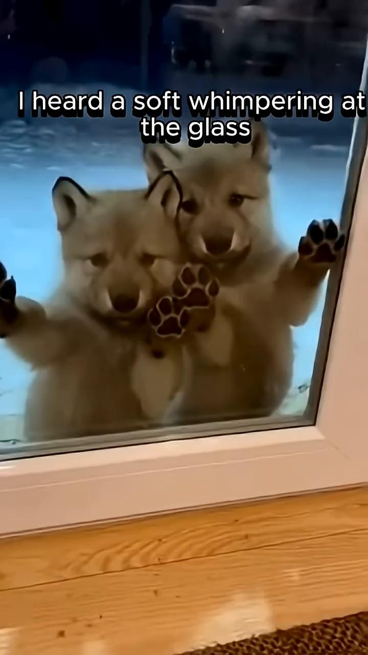 ·I heard a low growl near the barn and o