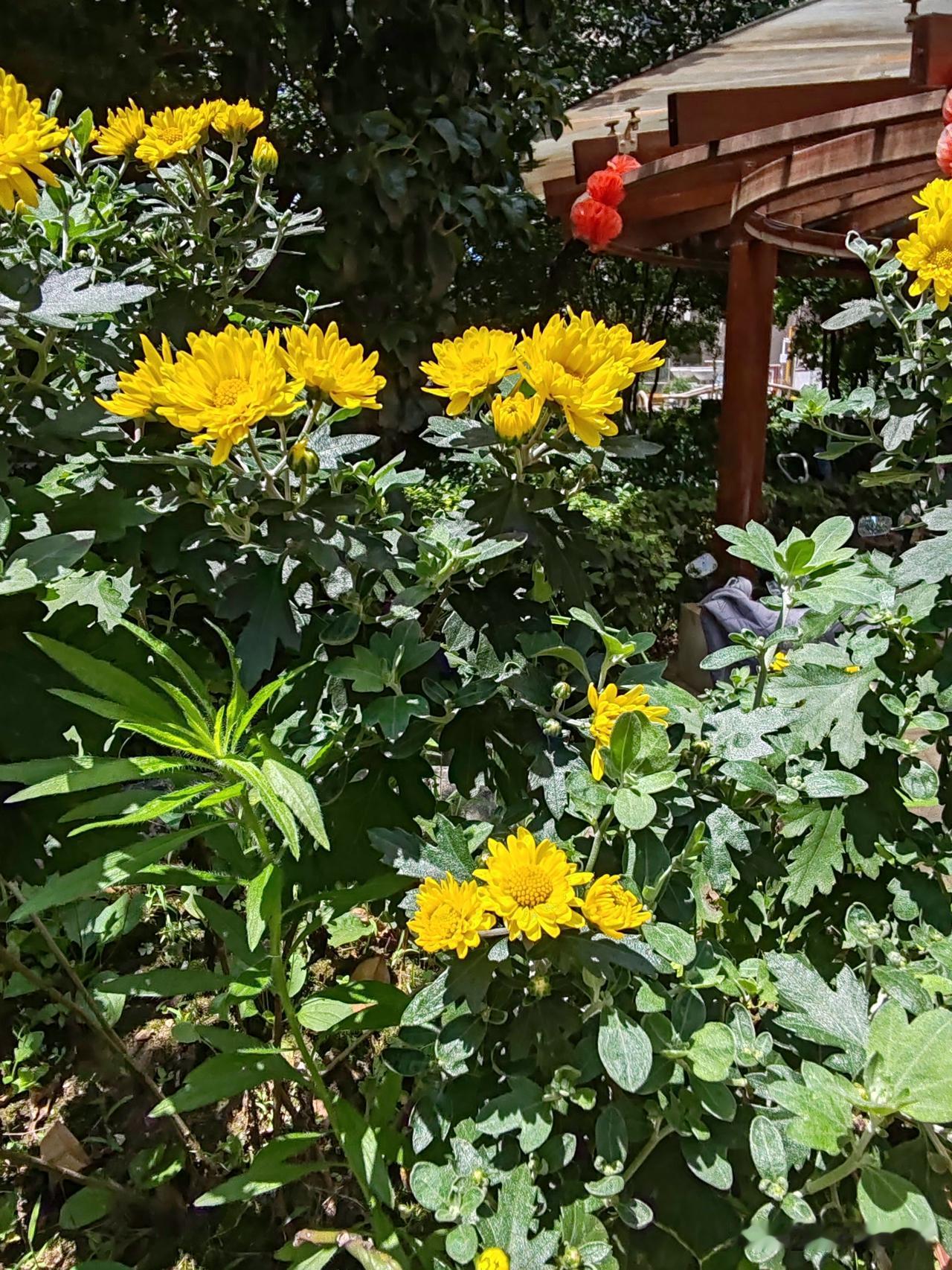 大家都知道每年九月份是菊花的盛开时节，但我七月中旬就在我们居民小区看到好多盆菊花