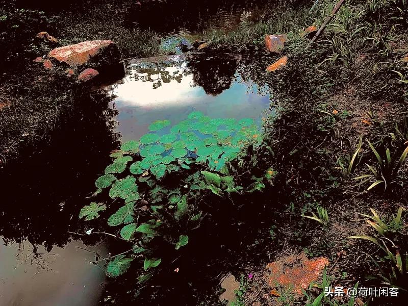 七律·三伏午睡
池塘似沸气如燃，蝉噪叶焦诚欲煎。
杨柳恹恹披发散，芰荷隐隐吐香鲜