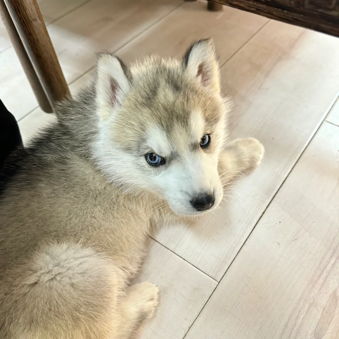 姨姨们快看小时候的阿呜