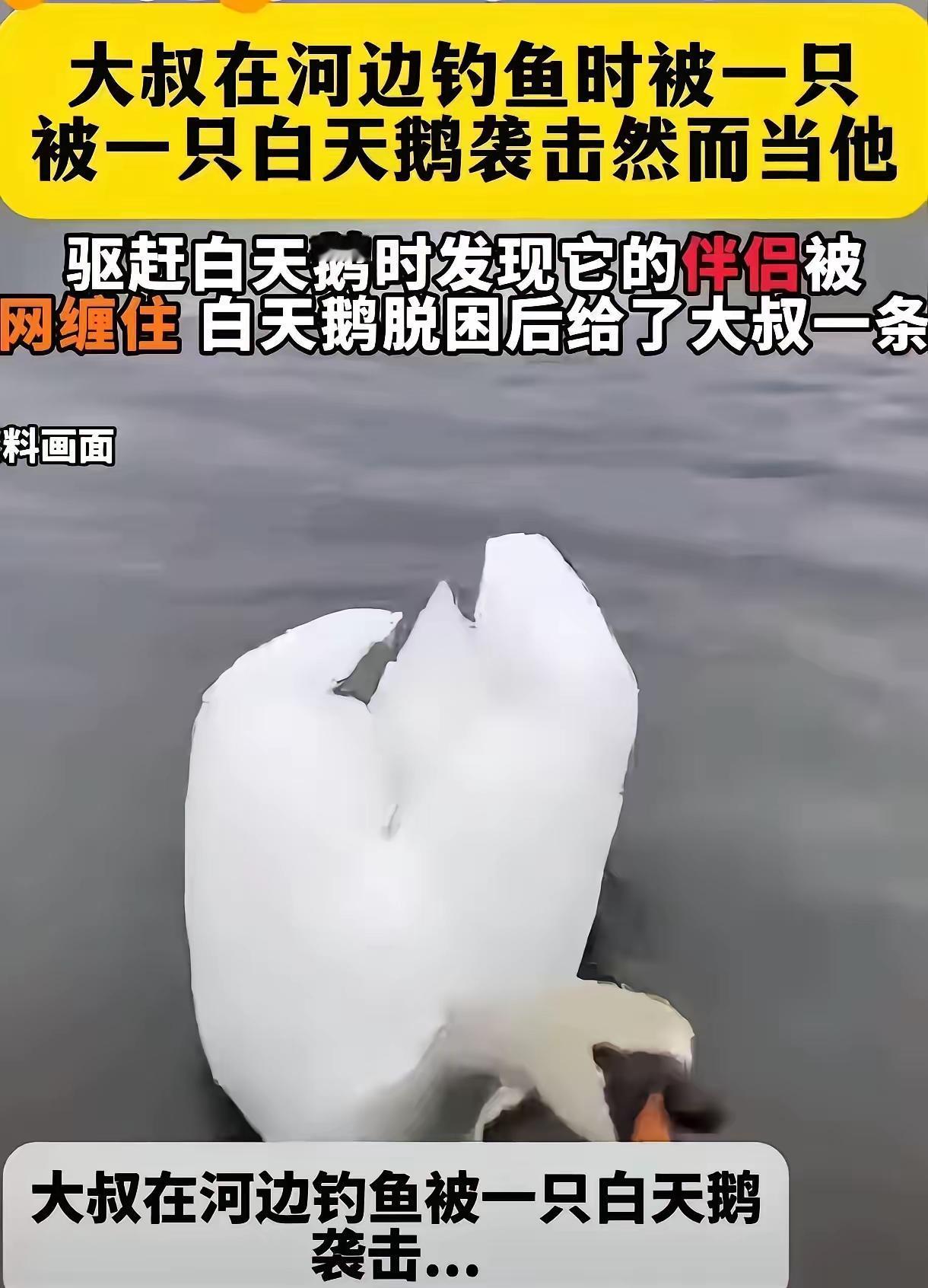 新疆男子钓鱼被白天鹅啄脚，赶都赶不走，跟着过去瞬间泪目！
 
新疆，男子在钓鱼时