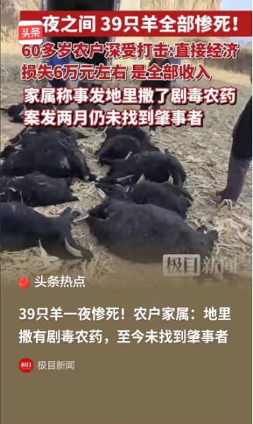 [太阳]极目新闻5月1日报道“整整39只羊，一夜之间全被毒死了！”山西老两口怀疑