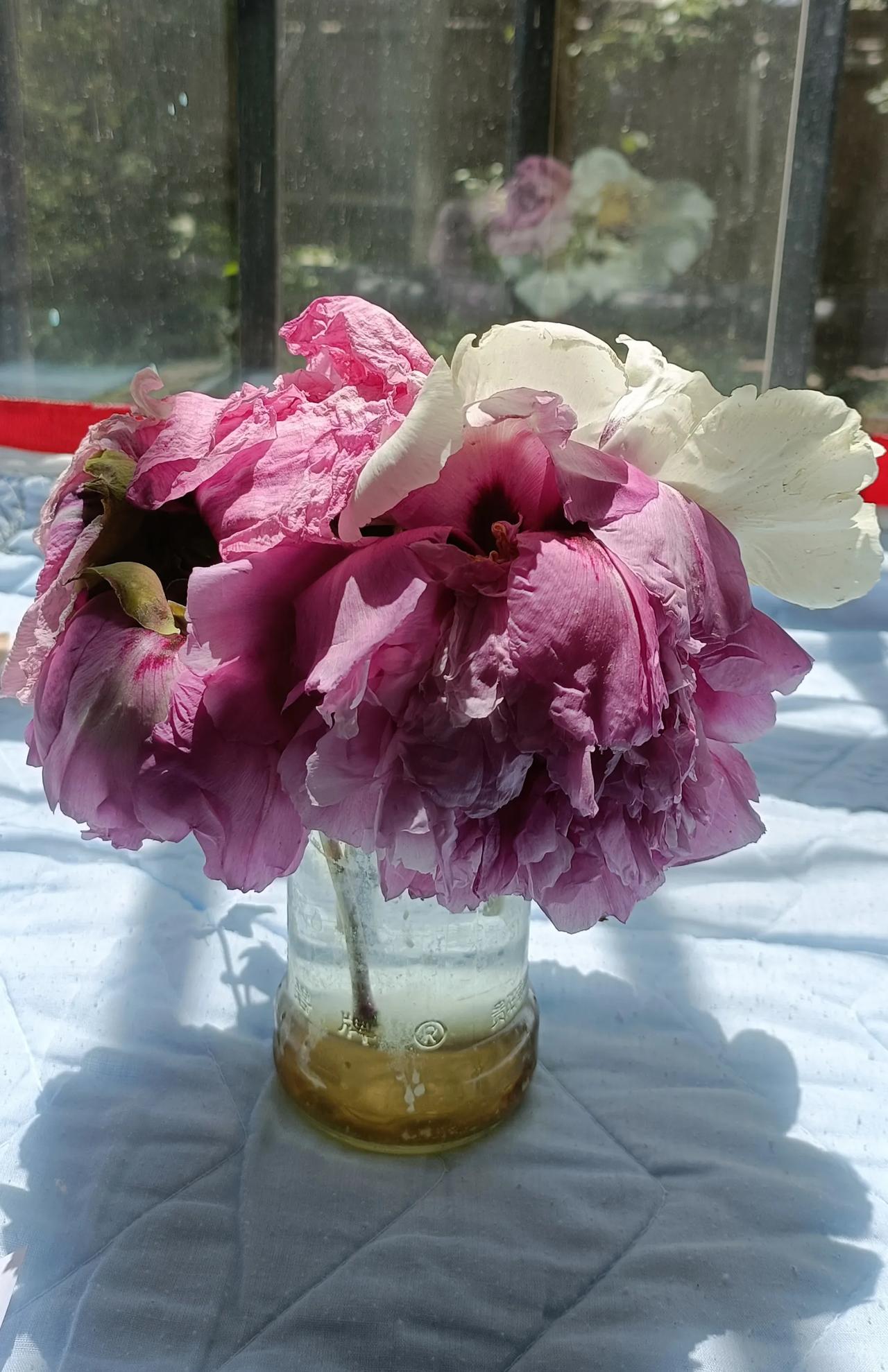 西北的春天风和沙一定是孪生姐妹。前天九级大风伴沙尘，小区花园娇贵的牡丹被吹的花容