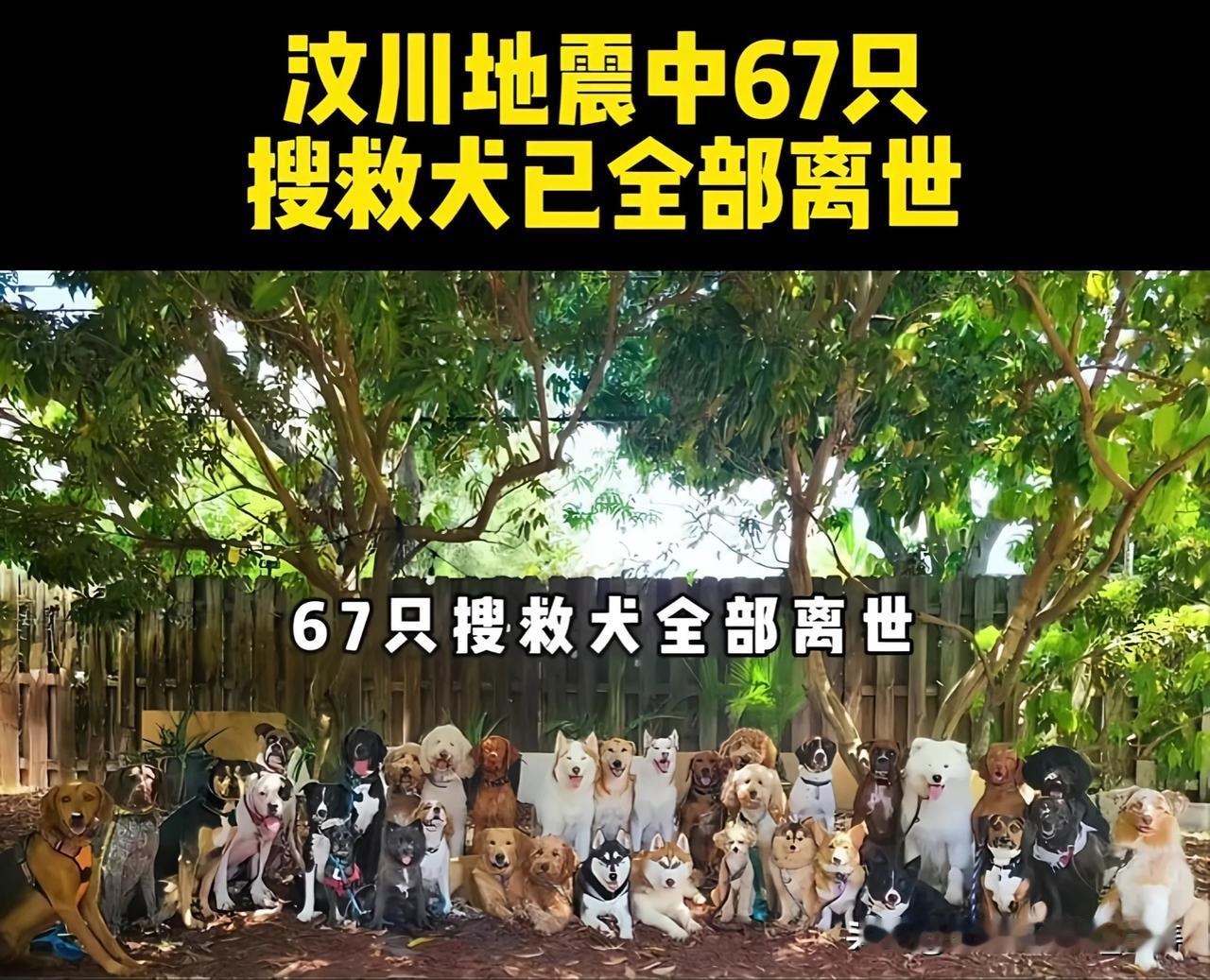 缅怀全体汶川英雄搜救犬