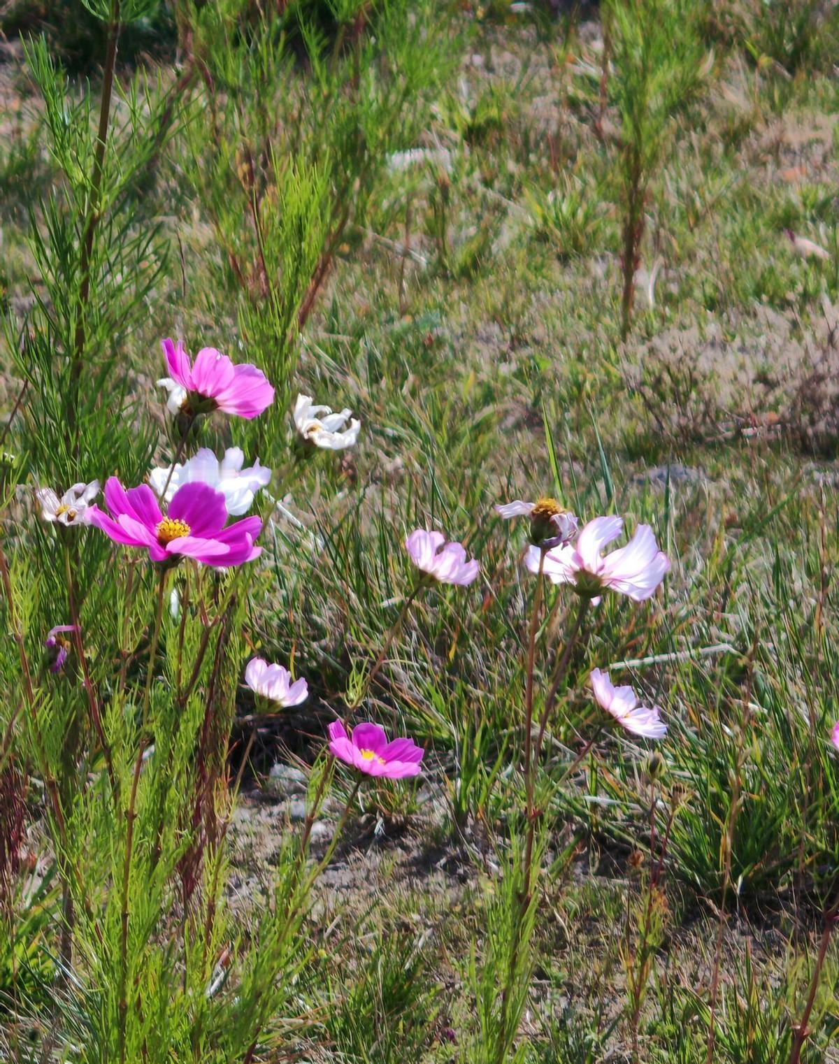 她拿特金奖那天，泳衣没带，场馆没拦她，反手递了张票：去吧，游够再走。
不是她运气