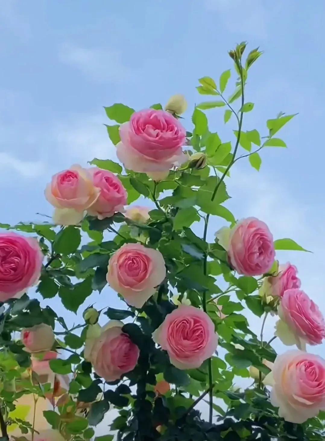 “去靠近那些能见你好的人，我们都是小人物，影响不了任何人，错也行，错过也行，过去