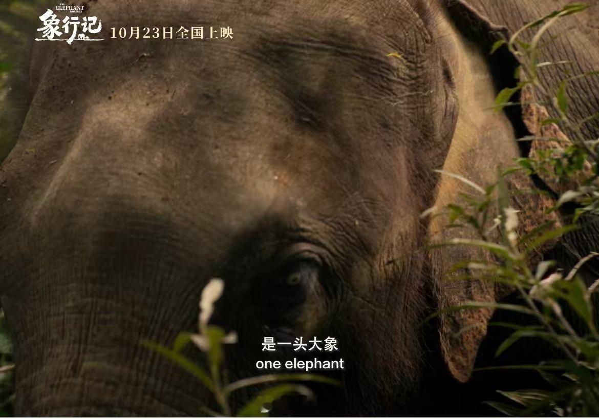 亚洲象北上南归之旅首登大银幕当年全网追更的大象旅行团拍成IMAX纪录电影《象行记