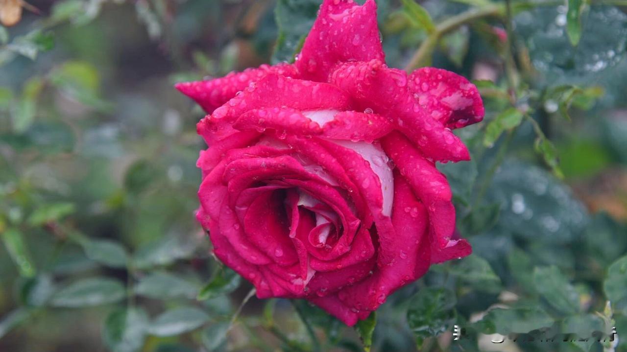 ，最显著的特征是双色花瓣：内侧为浓郁迷人的胭脂红或玫红色，外侧则是清冷的银白色 