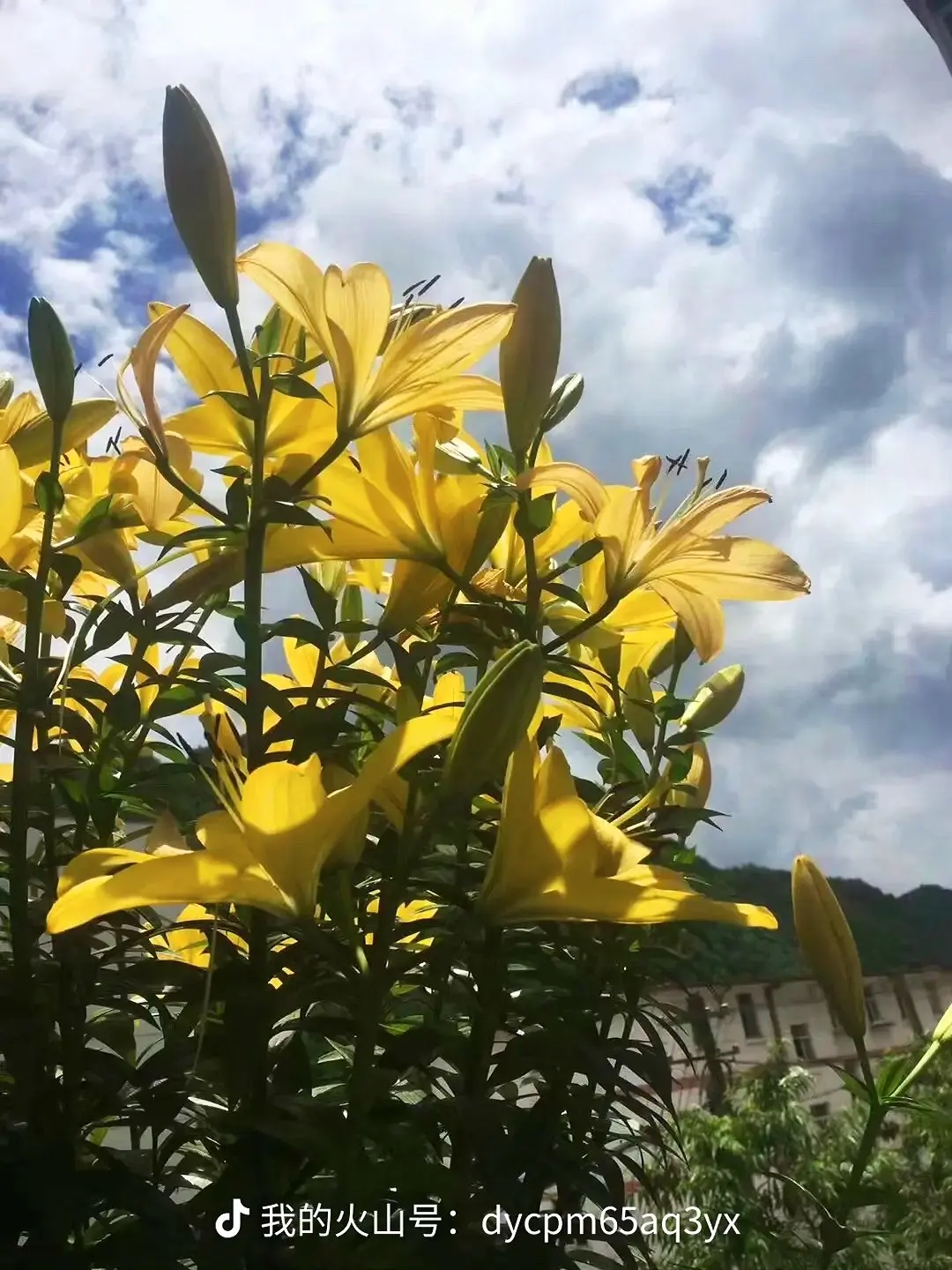 前几年养的百合花，今年养的很快开放了，敬请期待