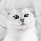 暖蟹热读科技