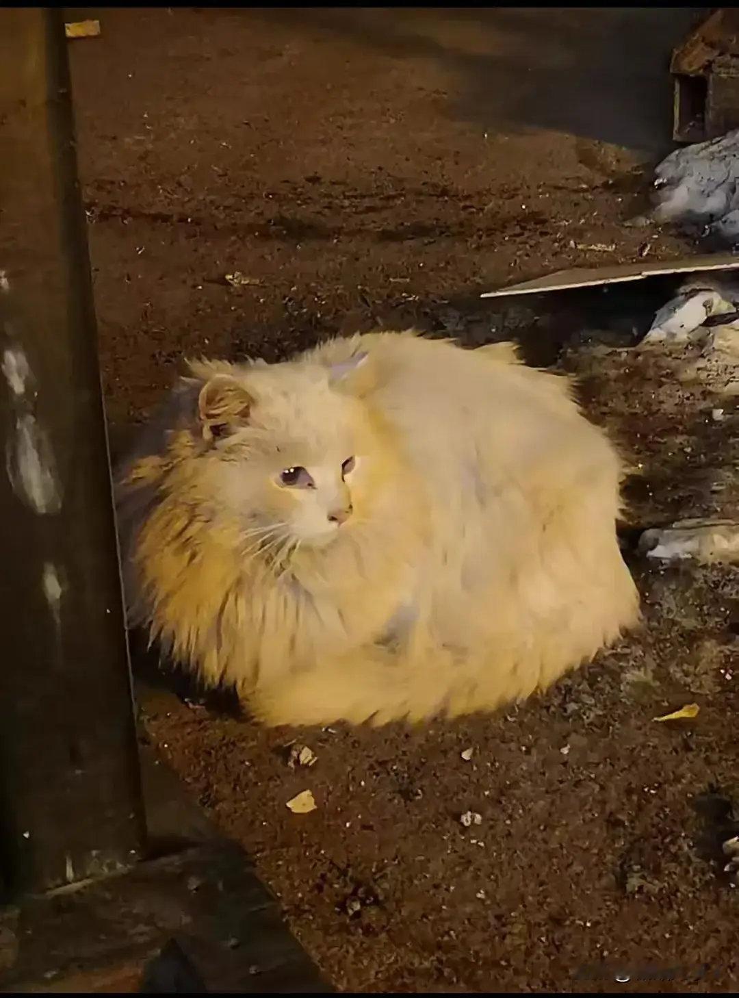 网友：下班路上遇到的流浪猫，虽然不知道这是什么品种，但是总觉得它好可怜，自己也无