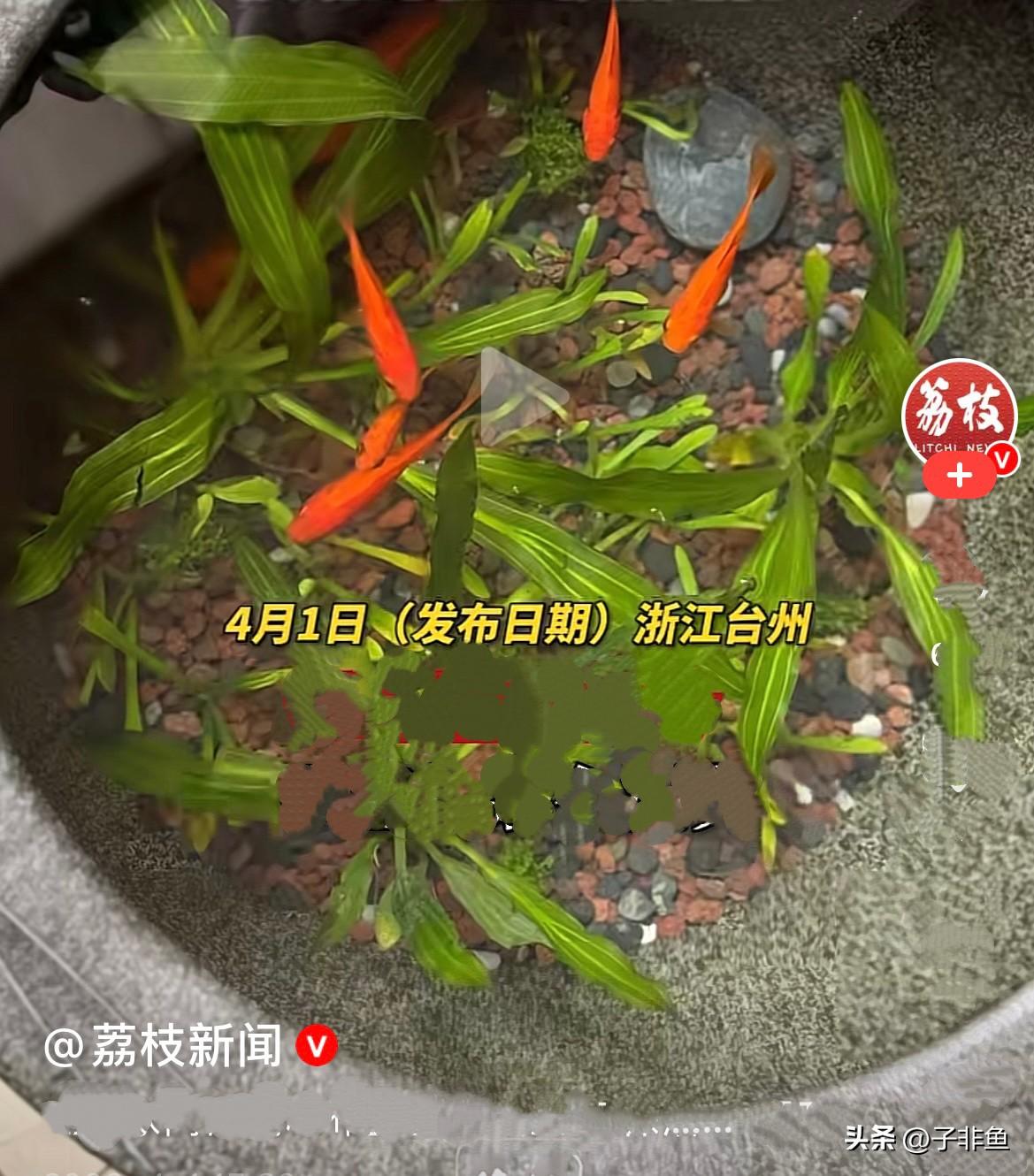 近日，浙江台州段女士家门口精心布置了一口古法鱼缸，里面养了几十条漂亮的小鱼，每天