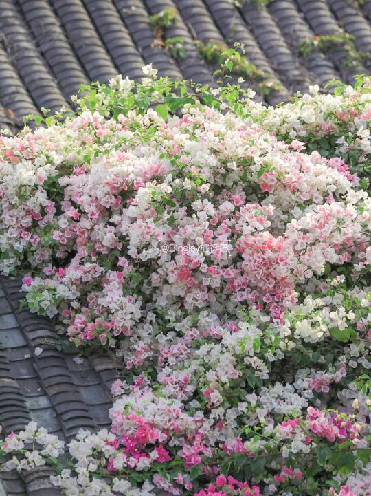 🌸甘坑古镇三角梅又爆花啦…