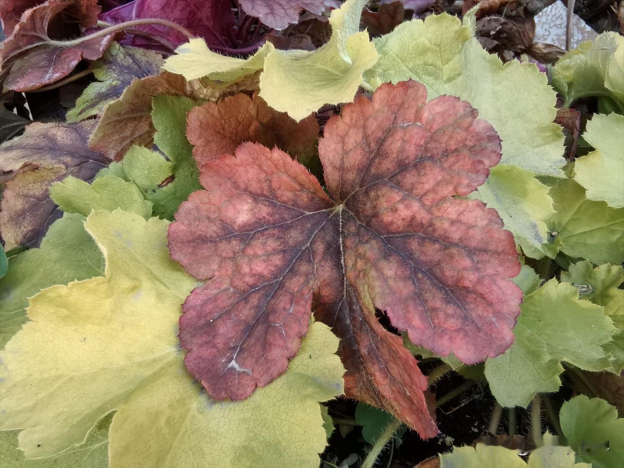 我发小家有条狗死了五年了，埋在自家院子里的，但忽然和我说，要挖出来去火化，否则那