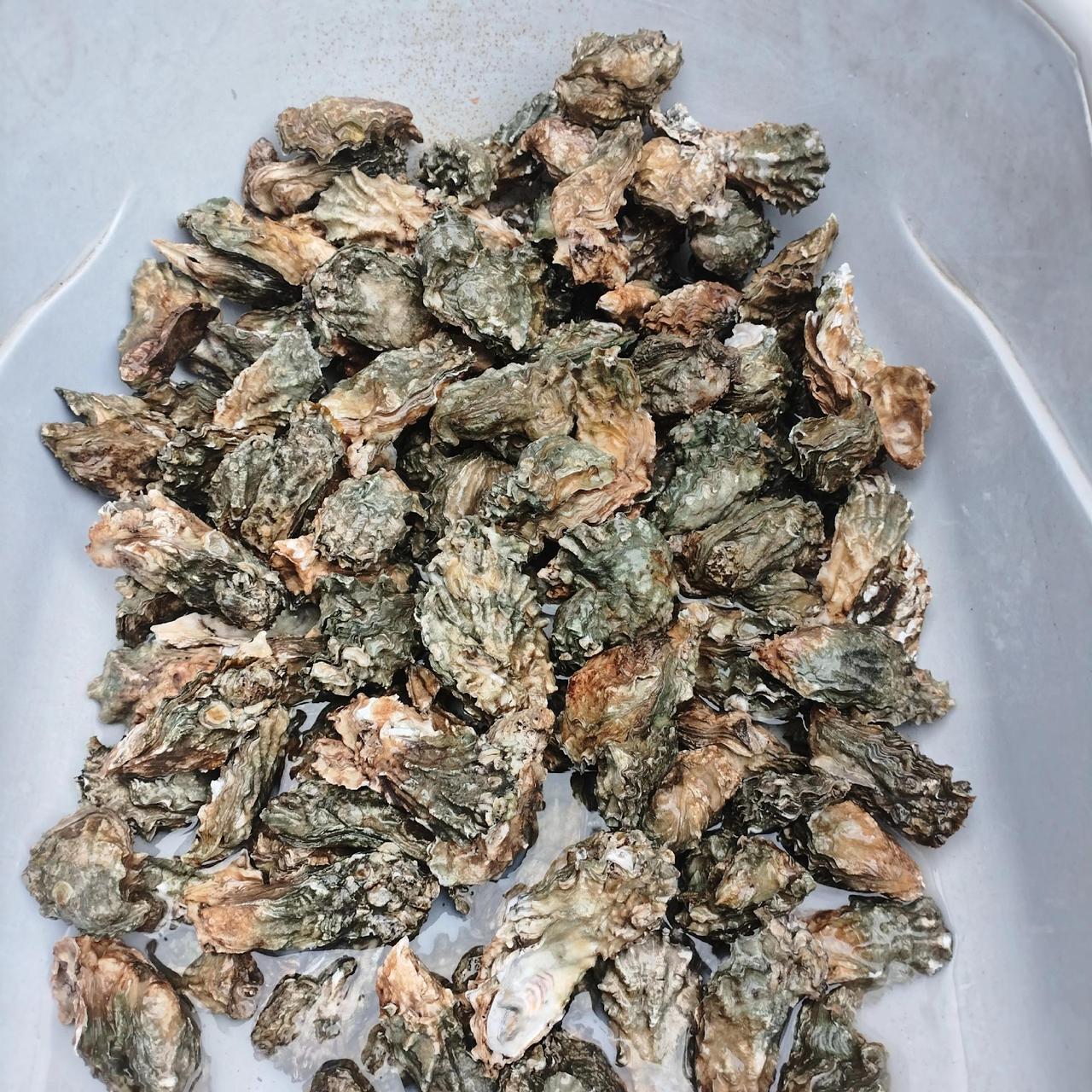 赶海收货