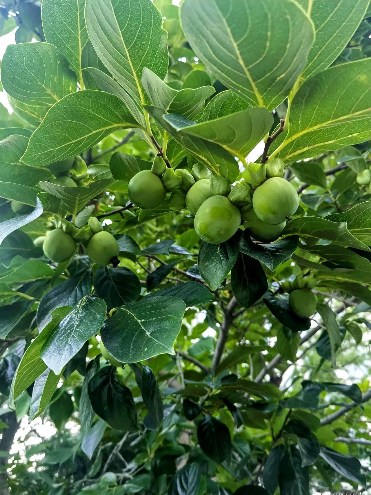 疼爱第三辈真有回音吗？
我家的答案有点扎心。
妈今年九十，第三代基本她一手带大。