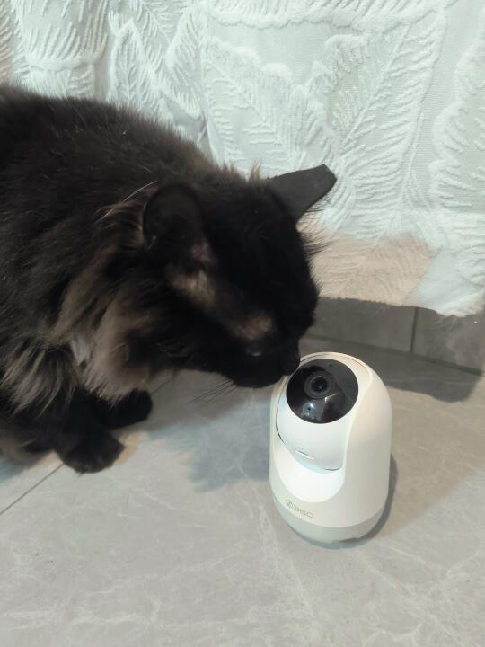 家有猫咪用什么摄像头？