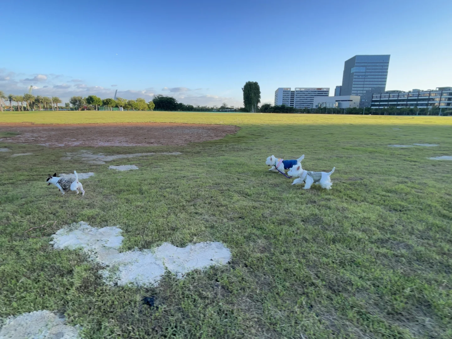 滨海西这个步行道简直太好遛狗了
