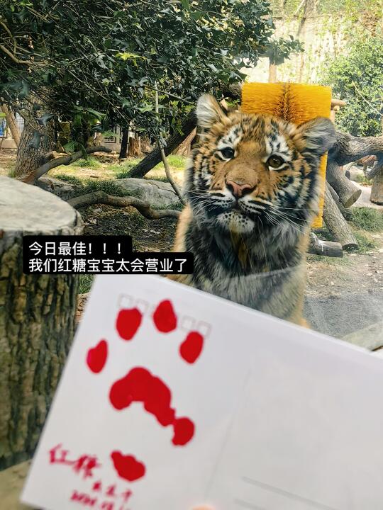 上海动物园！！你看看你做的这是什么事！