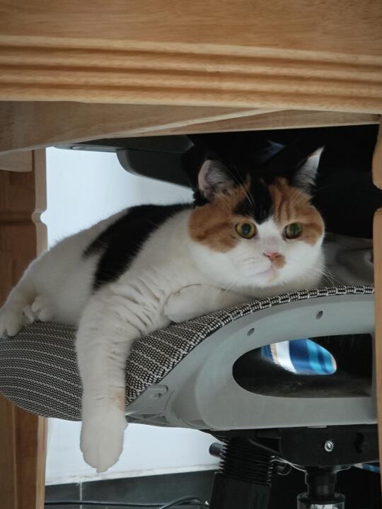 千千万万次试探后，我确认小猫真的爱我