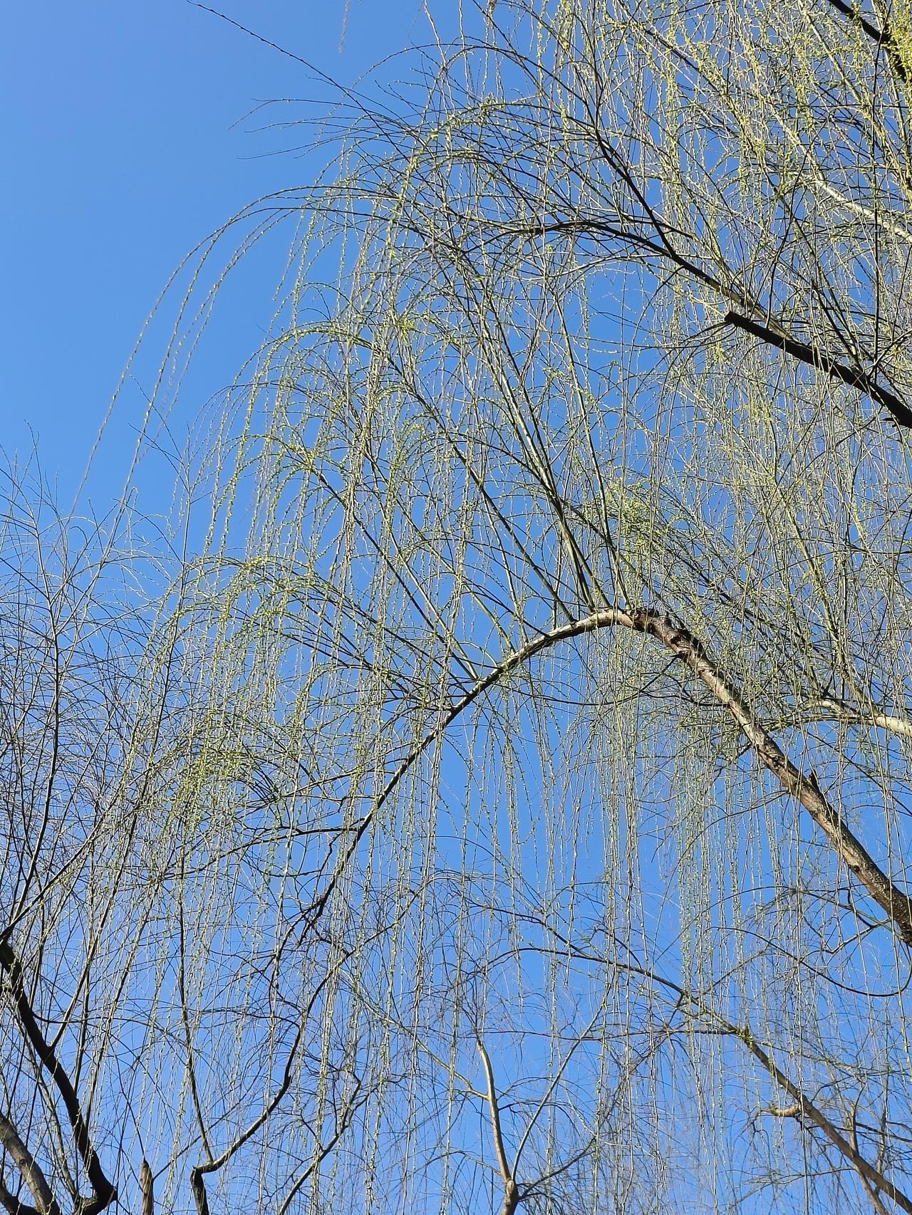 九九尽，春又生

东风一天比一天温柔，寒意一天比一天清浅。

这个春天，就去做一