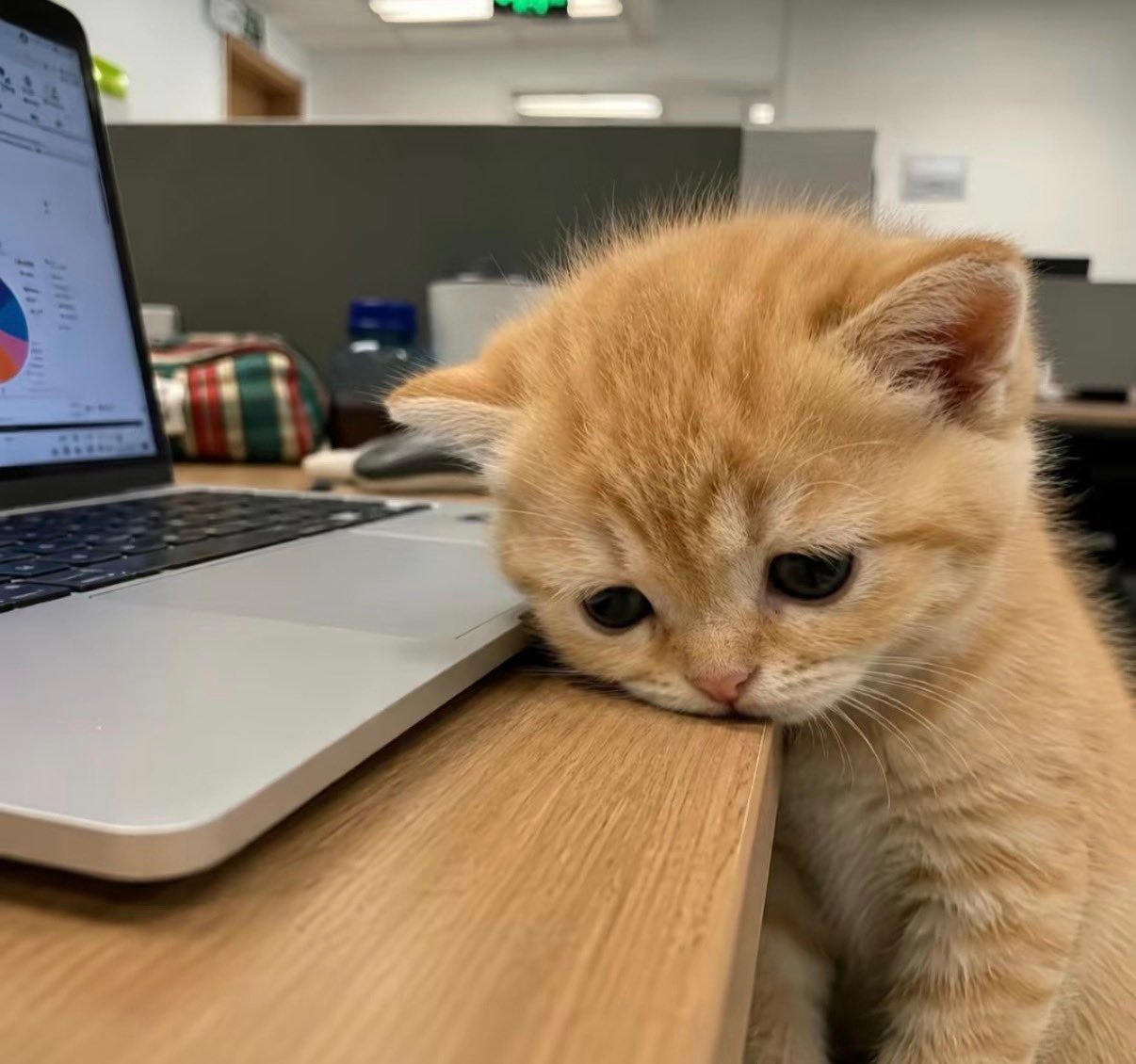 (っ˘̩╭╮˘̩)っ ​​​