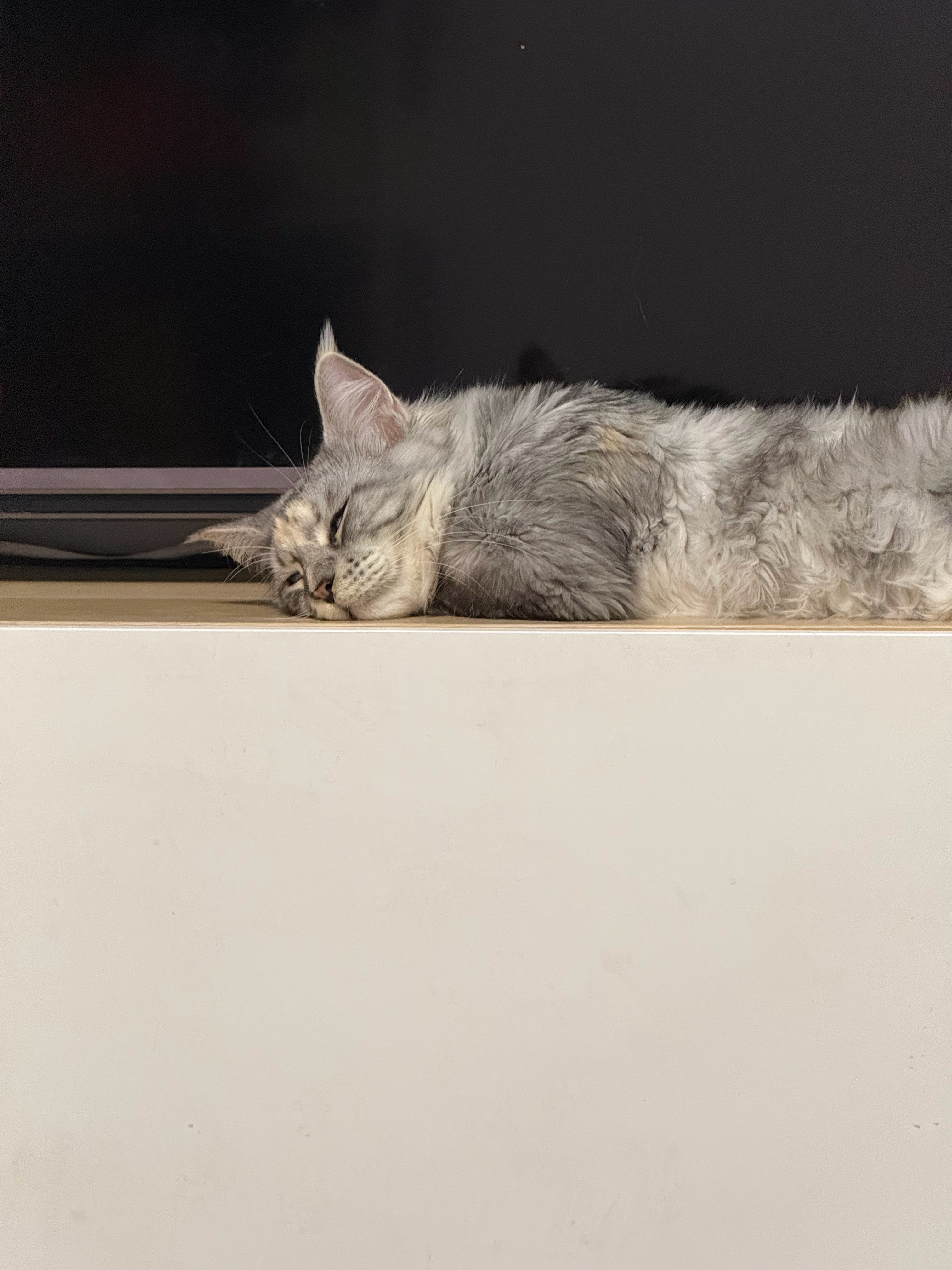 馋猫具像化 