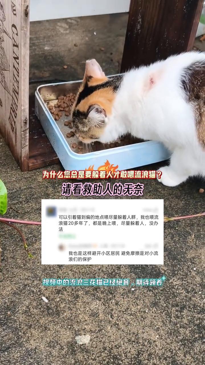 为什么您总是要躲着人才敢喂流浪猫？请看救助人的无奈。
可以引着猫到偏的地点喂，尽