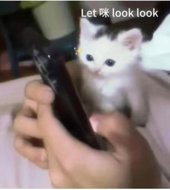 低质量猫图 ｜审喵积累 ｜小猫头像表情包 
