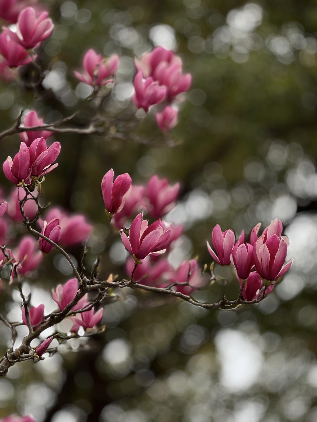 春日生活打卡季日子慢慢走，生活细细品。不必轰轰烈烈，也不用刻意耀眼，把平凡的每一