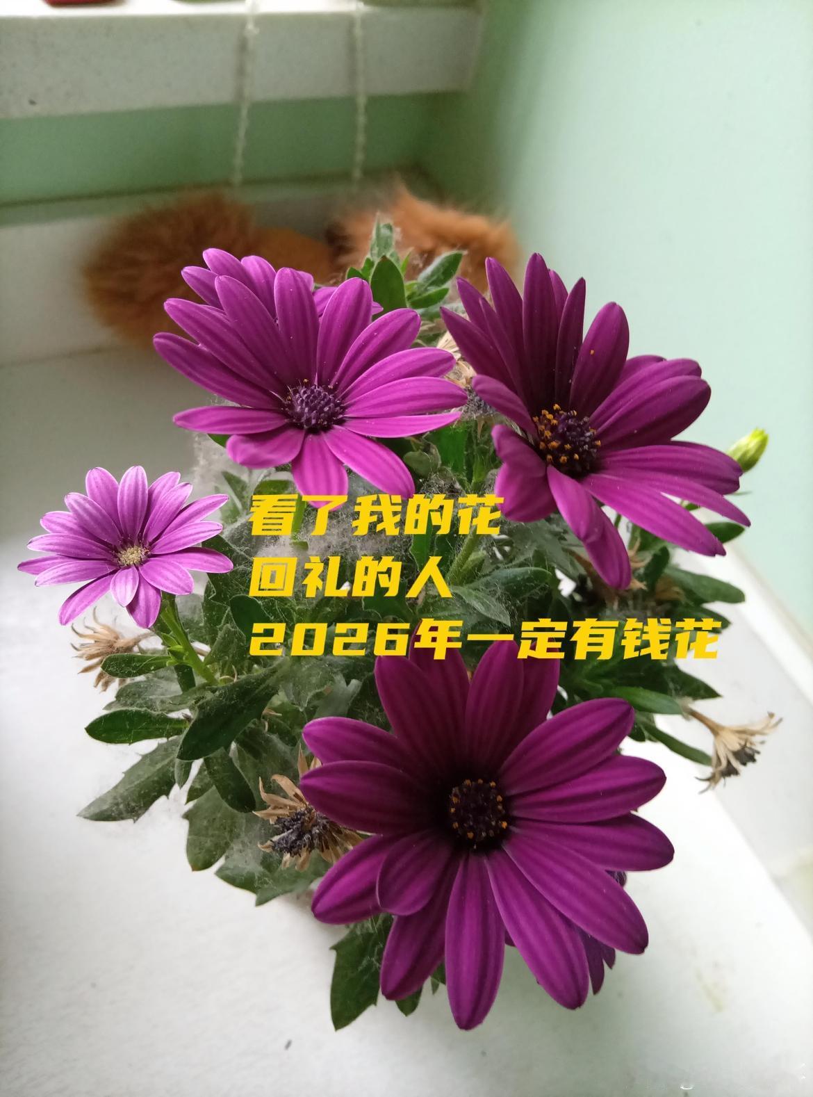 晒图笔记大赛看了我的花回礼的人，2026年一定有钱花！💰[耶][星星眼][呲牙