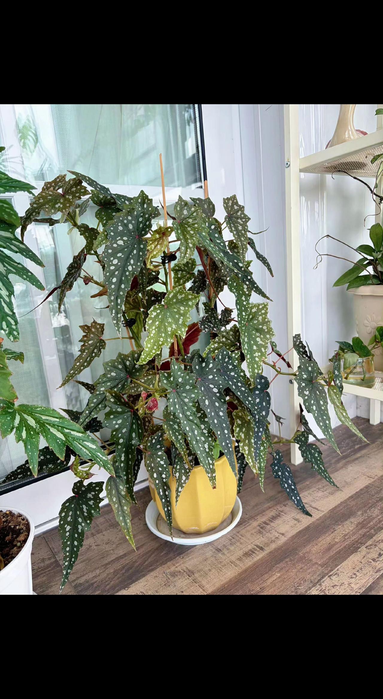 🌿晨光是植物的私语，叶尖凝着昨夜星辰✨。窗台小森林，把日子过成诗🌱。