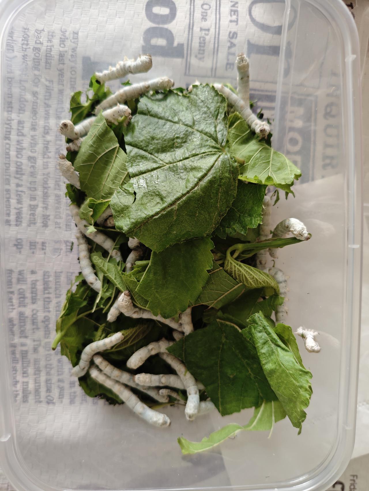 你是这样的80后吗？

从农村出来的80后小时候应该都有养蚕的经历吧？那时候，一