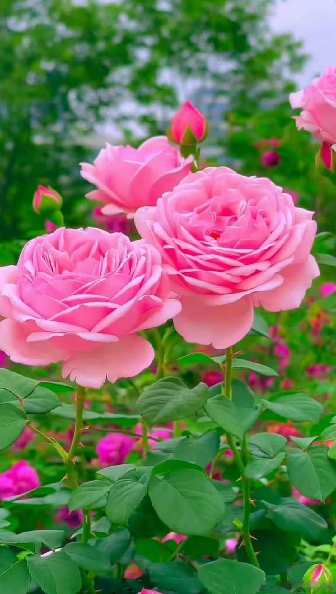 博友们，辛丑年什么事？升职，落职，[鲜花][鲜花][鲜花][鲜花][鲜花][鲜花