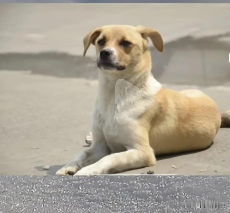 狗来富，猫来穷。指的不是狗来就会富，而猫来了就会穷。正确的理解是狗来富人家指的是