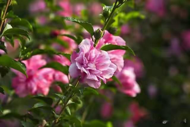 看到“勤勤恳恳种菜”这个上联，我就想到最近很火的“山河四省”段子。
山东种菜，那