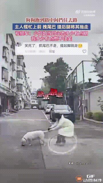 广东一名女子带小狗出门时，小狗跑到路中间挡住了行驶车辆的去路，女子见状慌忙上前，
