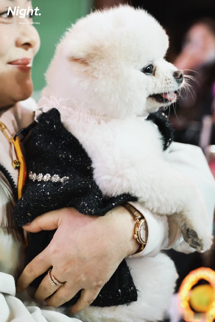 孟子义带狗和粉丝庆生孟子义穿戏服和粉丝一起庆生 孟子义穿戏服和粉丝一起庆生，孟子