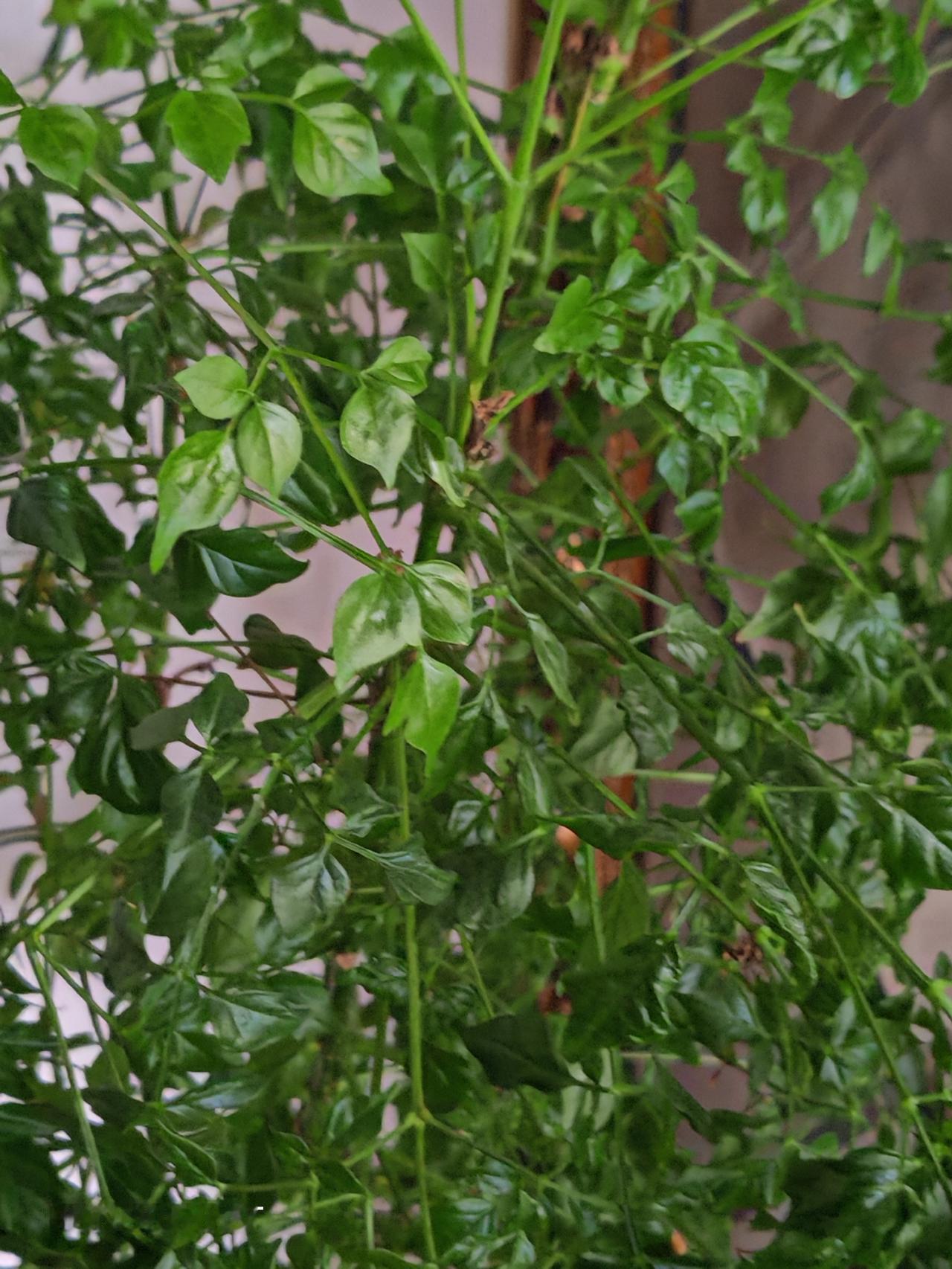 春天花会开，
快乐每一天。