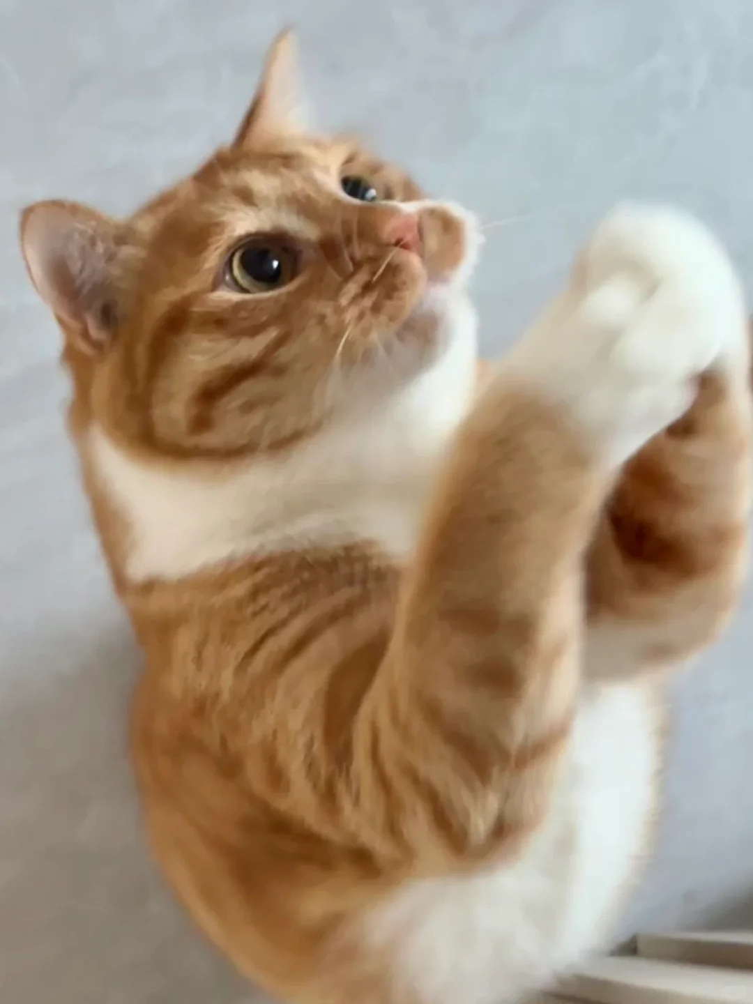 凸嘴小猫来啦！
