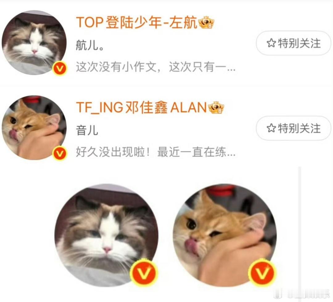 TOP换头像左航与邓佳鑫一起更换头像两人的新头像分别选用了各自宠物猫“十九”和“