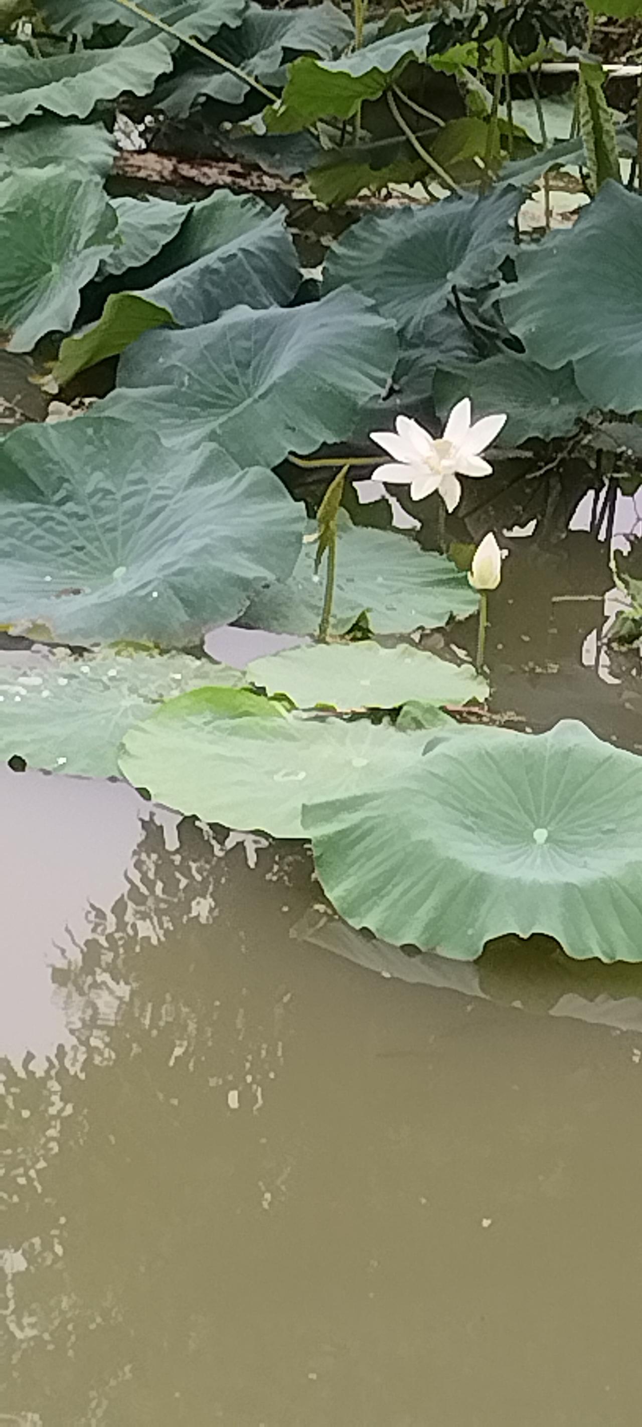 ，什么花都行