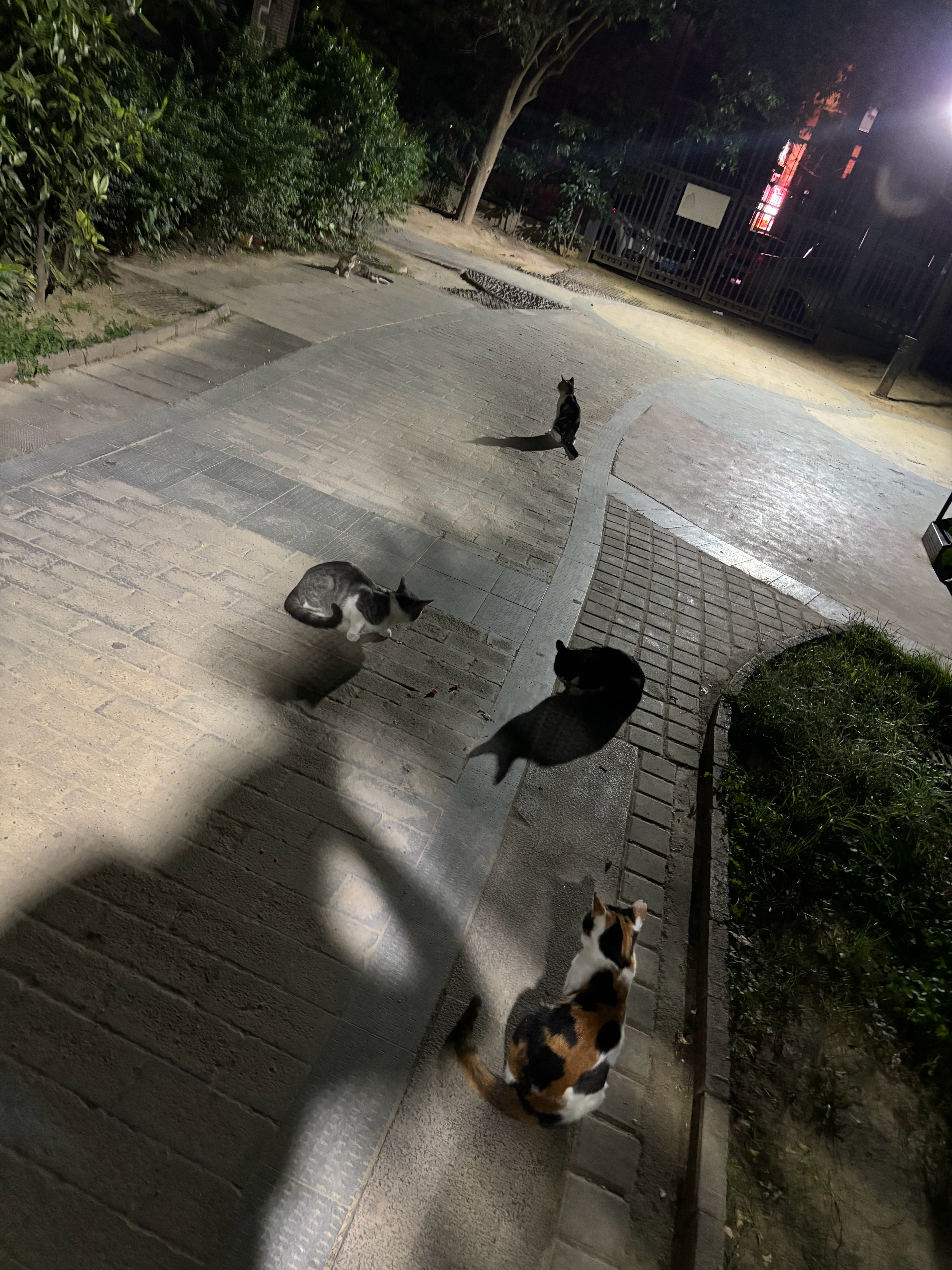 太坏了不给吃了就不让我走[泪奔][泪奔][泪奔]猫猫大王只好投喂小弟顺便阻止了一
