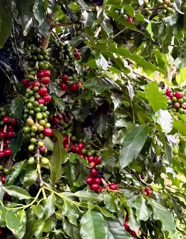 奔努®
曦妍咖啡☕️中国人自己的咖啡
Xiyan Coffee☕️ Chines