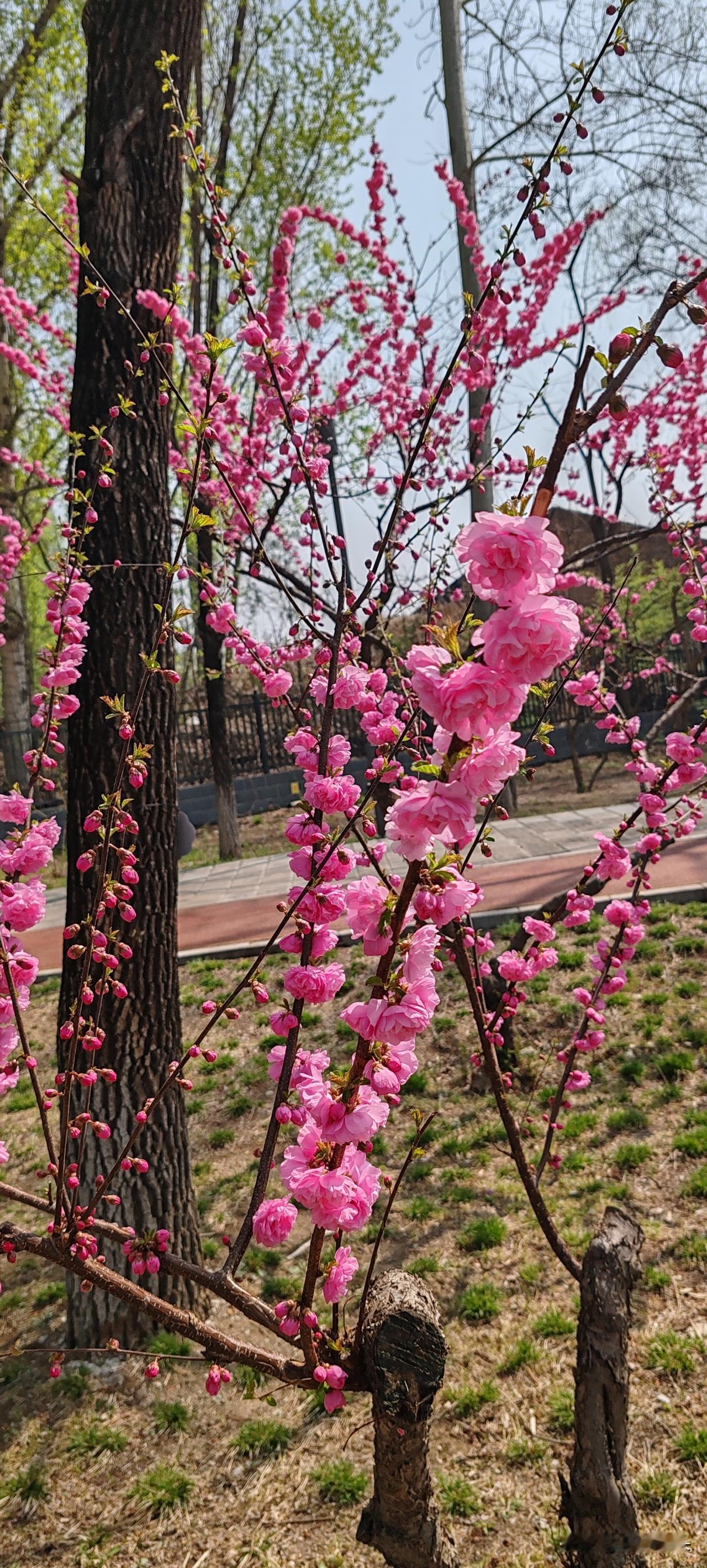 确实老了，
不服气不行，
按理说，
本该三顿饭了，
确实吃不下了，
要上8点多吃