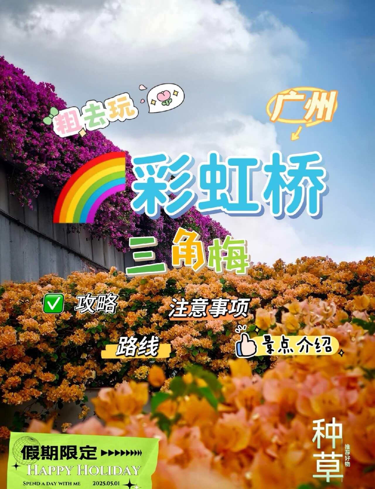 📍彩虹桥 | 💛金色三角梅
10.18实况，整座天桥铺满鹅黄色三角梅，像金色