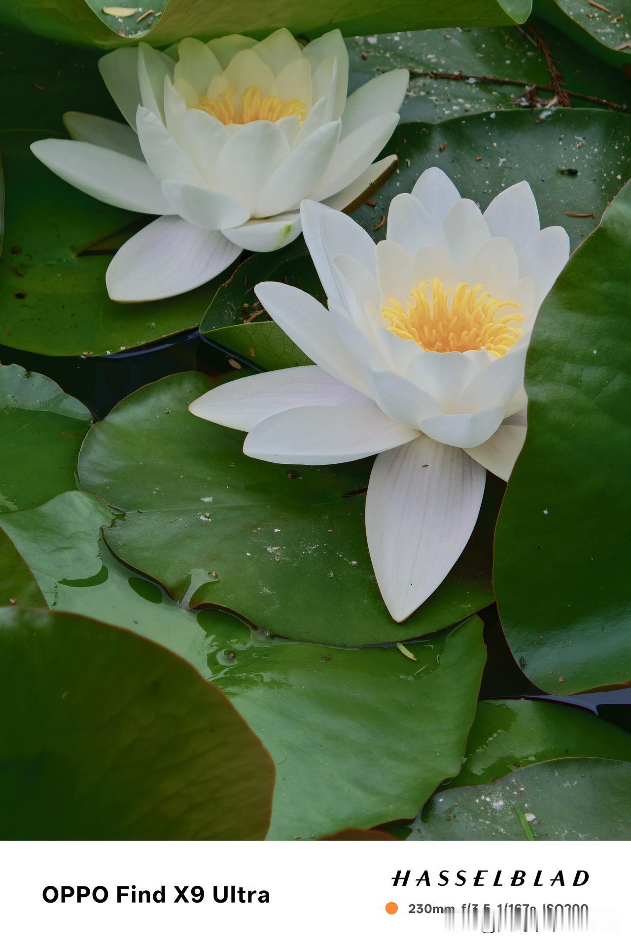 一花一叶一池娇(之六.手机版)——睡莲盛开，洋溢着生命的热烈与奔放，也预告着夏日