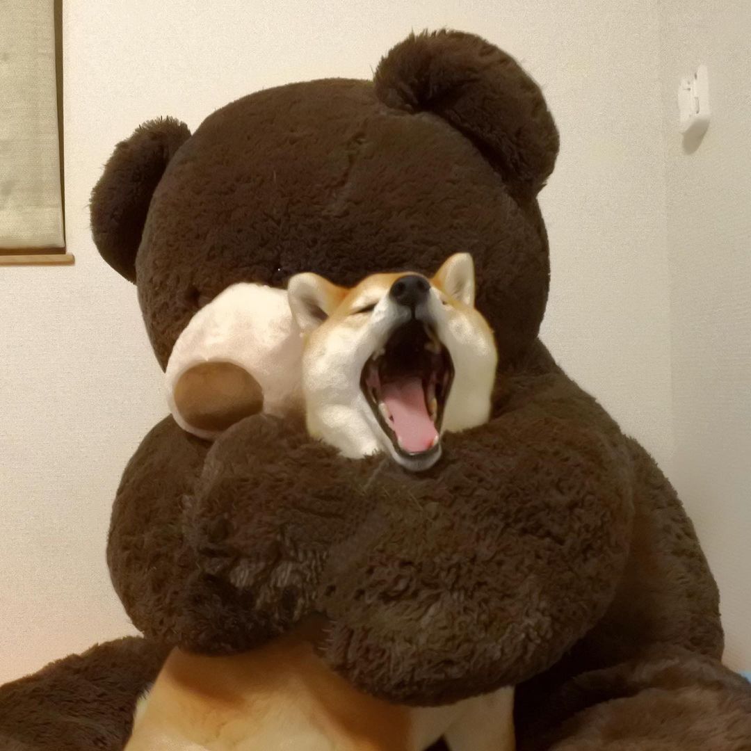 大狗熊吃小狗啦！ 